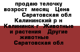 продаю телочку возрост 1месяц › Цена ­ 10 000 - Саратовская обл., Калининский р-н, Калининск г. Животные и растения » Другие животные   . Саратовская обл.